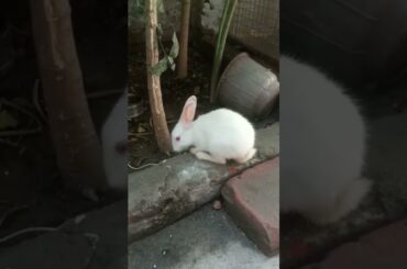 Cute Rabbit #youtubeshorts #youtube #rabbit #viral #video #cute