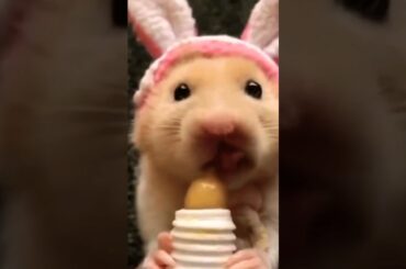 Cute baby rabbit mouse  _  @CuteWorld