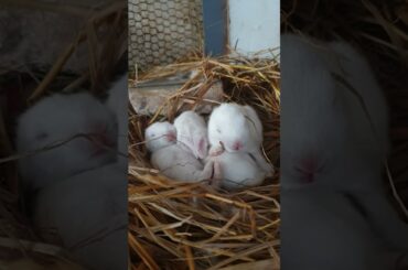 Cute baby rabbit and live peacefully. a beautiful moments #animals #pets  #rabbit #shorts