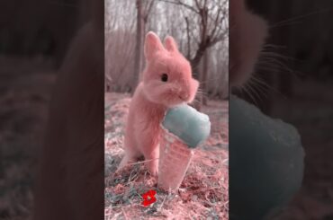Cute Rabbit Eating || Cute animals || rabbit ||  #shorts