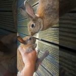 ho so cute baby rabbit and  LILYBUNNY #shortrabbit