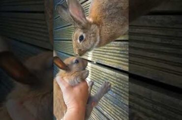 ho so cute baby rabbit and  LILYBUNNY #shortrabbit