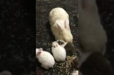 Cute Baby Bunnies eating