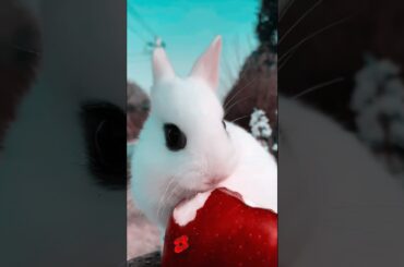 Cute Rabbit Eating. Cute animals. rabbit . #shorts