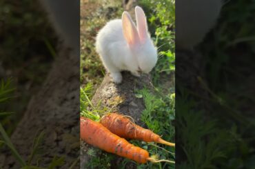 Bunny cute expression #shortsfeed #khargosh #rabbit #cute #loveforpets