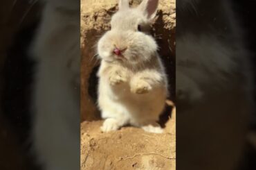 cute rabbit A beautiful moment #rabbit #shorts