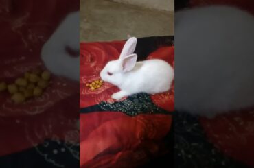 My First Pet's #shorts #viral #trending #khargosh #cute #rabbit #comedy #animals #youtubeshorts #pet
