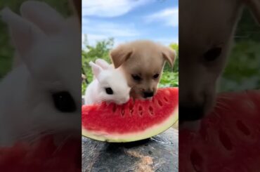 Cute Rabbit Eating Video_Animals Cute Video_Cute Animals Shorts #shorts #trending #animals #rabbit