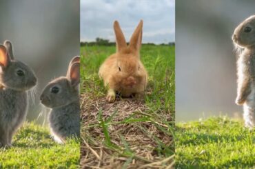 ADORABLE AND CUTE RABBIT VIDEO