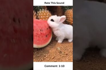 Cute  Baby  Rabbit  Eating #shorts