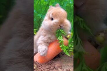 Cute rabbit moments #shorts #rabbits
