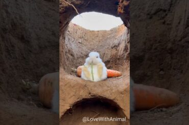 Cute Rabbit eating #Ep-150 #lovewithanimal #shorts