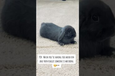 Cute Bunny Moment  #shorts
