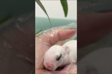 cute rabbit A beautiful moment  #short