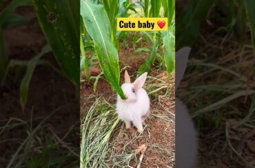 Cute baby viral video #shortsfeed #viralrabbit #viralshortvideo #trendingshorts