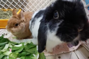 Funny and Cute Bunny Rabbit Eating Compilation Videos 19