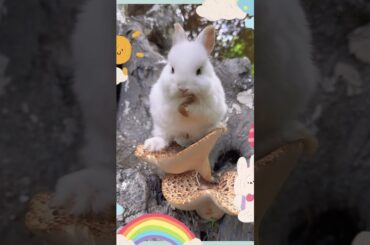 Cute baby rabbit || Rabbit eat fruit part8