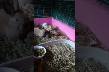 #cute baby rabbit video