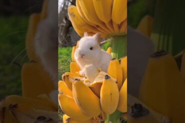 cute bunny, eating banana! #animals #yaerofyou #cuterabbit