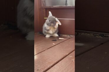 Cutest baby bunnies ever!!!