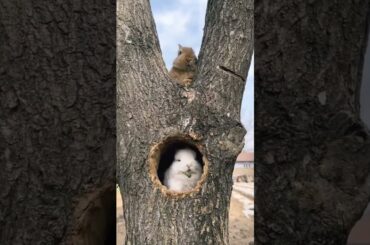 ( cute Rabbit a baby ) #cute #baby #Rabbit #video #shorts @animaltv339