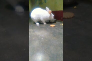 cute biugo drinking water #cute #rabbit #shorts #viral