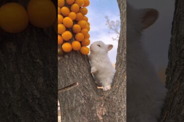 Cute rabbit: what are you doing little bunny? #cuteanimals