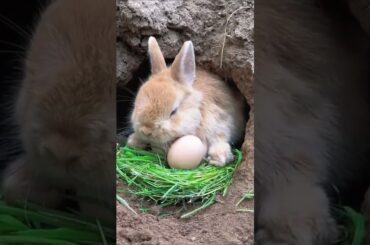 Cute rabbit beautiful moment #shorts