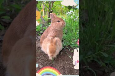 Cute baby rabbit || Rabbit eat fruit part7