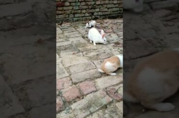 cute baby rabbit and his mother