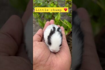 Little champ #shortsfeed #khargosh #viral #jharkhand #cutebunny