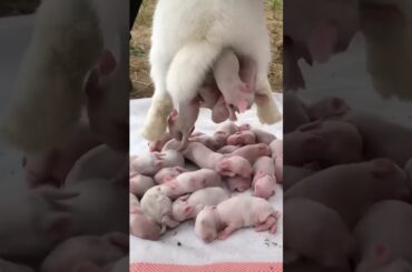 Cute baby Rabbit #shortsvideo