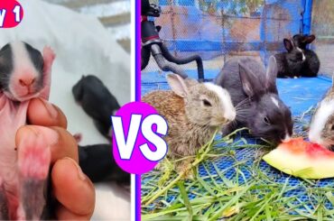 Newborn Rabbit Growth - Baby Rabbits Grow Up #animals