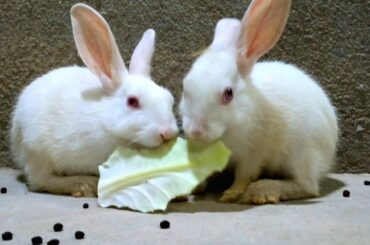 Cute Baby Bunny Rabbit Eating Leave - Cute Animals Videos