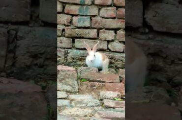 cute baby rabbit is cleaning his mouth