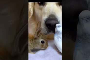 cute rabbit and parrot and papi frindship | #rabbit #shorts