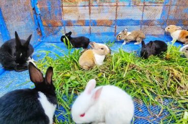 Peaceful Baby Rabbits | Cute Baby rabbit sounds ASMR