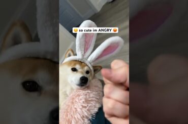 SO cute im ANGRY (sleepy bunny doge)