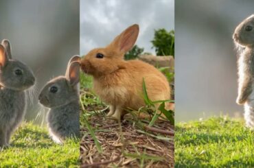CUTE RABBIT PLAYING TIME