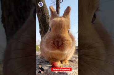 Cute Rabbit Reaction #12 #shorts #short