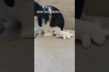 giving Oreo a plushie #bunny #petbunny #petrabbit #cute #bunny #shorts #short #slay #bunnyrabbits