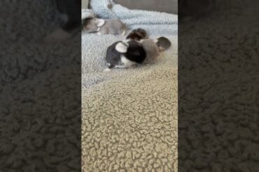 1 week old baby bunnies!!!