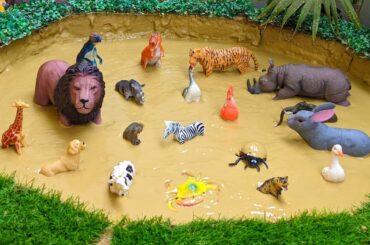 King Lion Cute Animal Rabbit African Rhinoceros Wild Animals Safari Animals Stuck in Mud