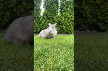 #cute  #bunny  #bunnylife