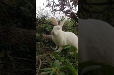 a cute rabbit....! #shorts #animals #love #ytshorts