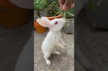 Baby bunny #khargosh #shortsfeed #rabbit #10secondvideo