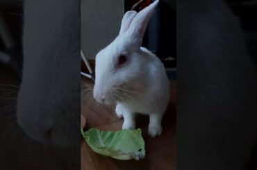 Cute Bunny Guplu #pets #shortsvideo #cutebaby