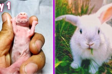 Rabbit Transformation | A Cute Baby Rabbit Grow Up