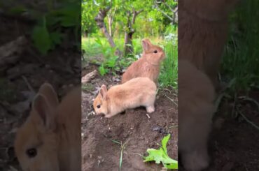 Cute Rabbit #cute #shorts #150