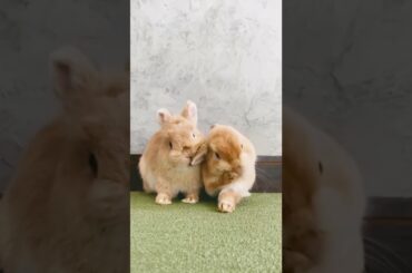 cute bunny#shots #bunny #rabbits #youtubeshorts